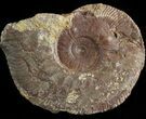 Wide Kosmoceras Ammonite - England #42632-1